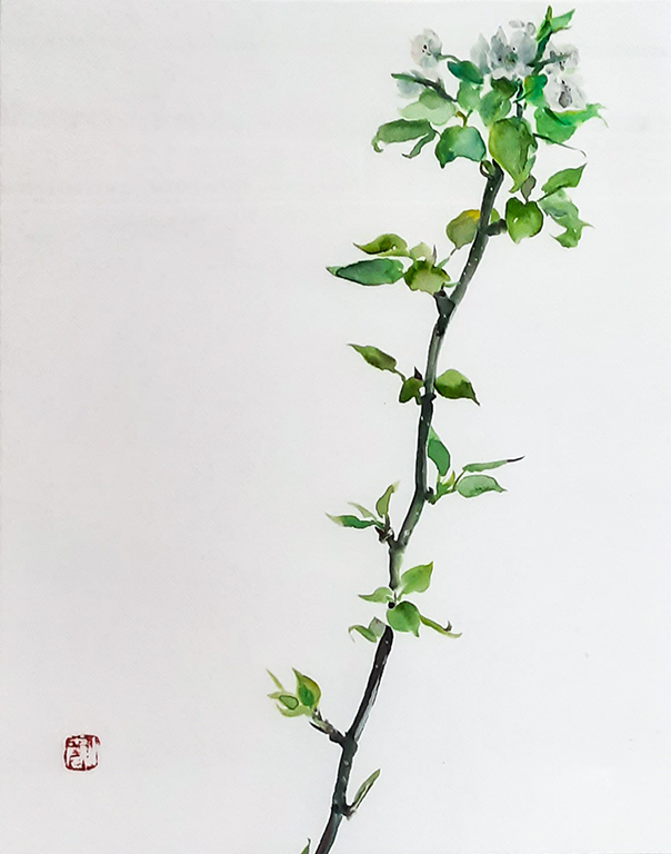 Pear Flowers, Yujuan Zhai, Watercolor, 16x20, $250